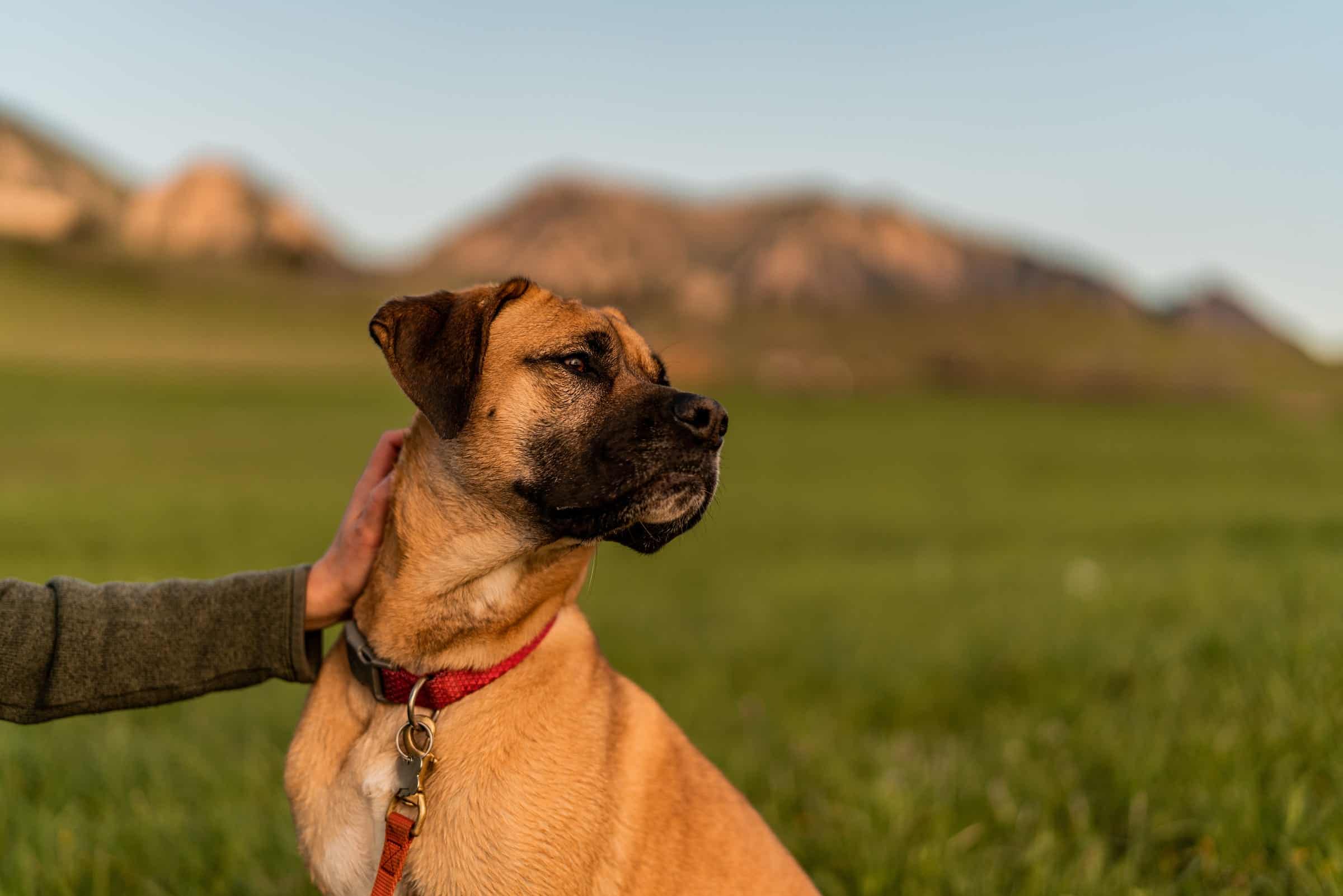 Hand petting a dog in a grassy field with mountains in the background.