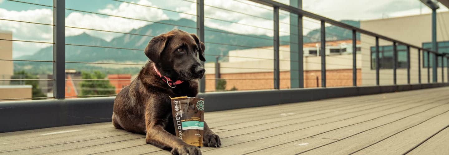 How to Help a Dog Adjust to a New Home, Stress-Free