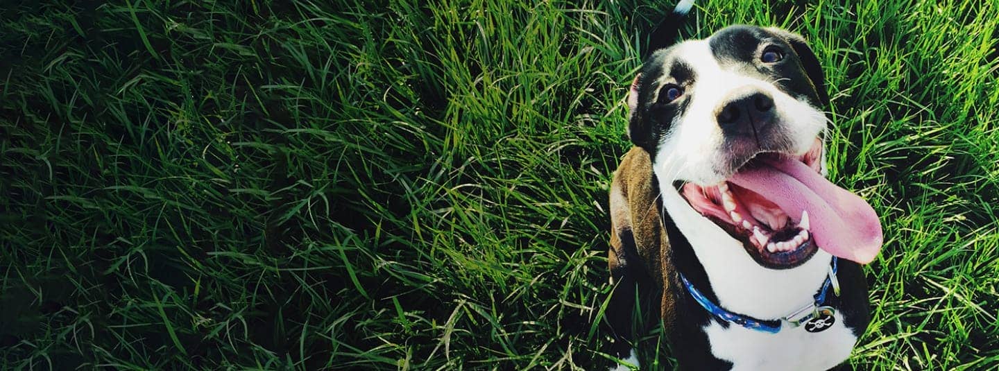 Dog Vacation: How to Travel with Your Dog