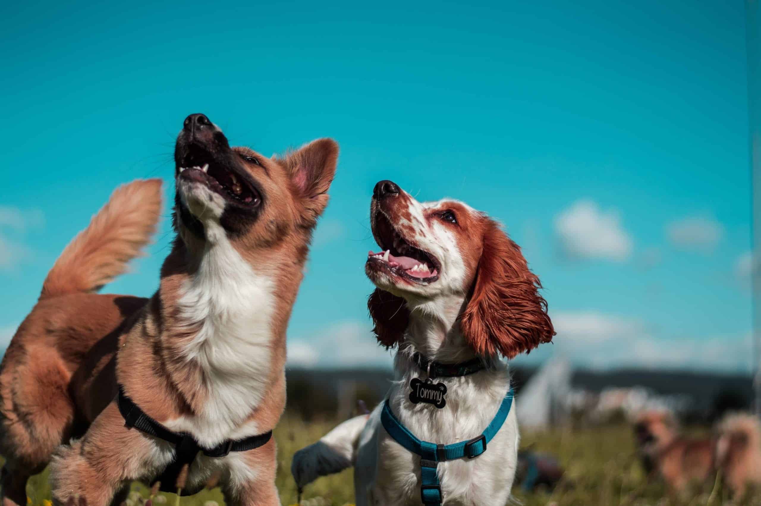 Two curious dogs looking upwards against a clear, blue sky.