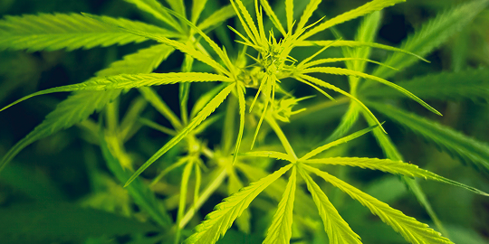 What is CBC? A Beginner’s Guide to This Beneficial Hemp Compound