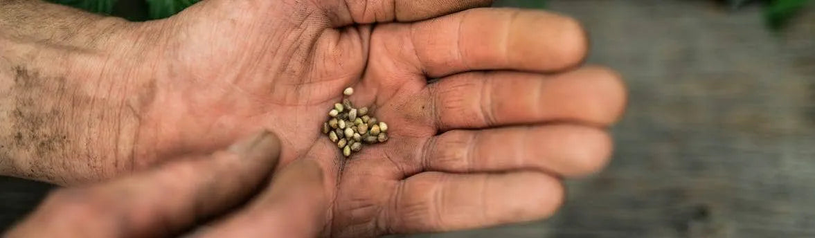 Is Charlotte’s Web GMO? In a word, No.