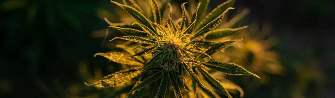 Closeup of hemp bud with golden light.