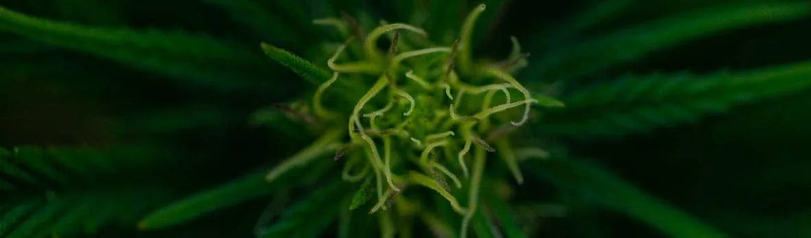Close up of a green plant.