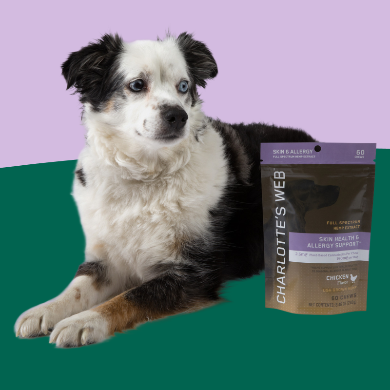 Dog lying next to a package of Charlotte's Web pet chews on a green and purple gradient background