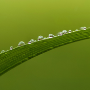 Product Image for Dewdrops on a grass blade with a green background