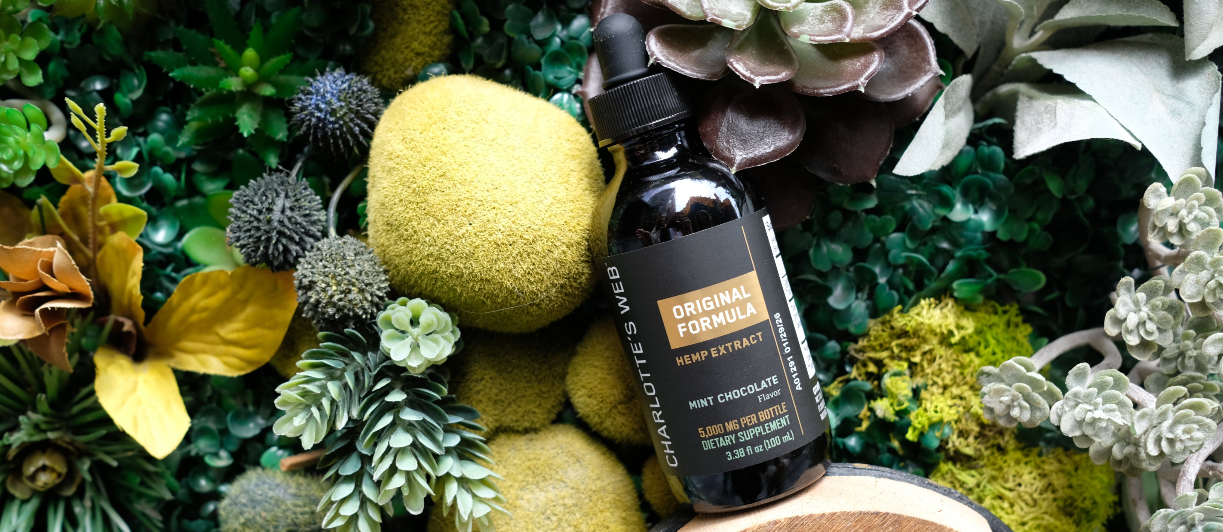 Answers to the Top 5 Questions About Charlotte’s Web