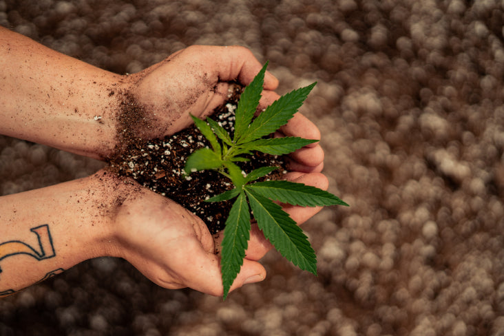 It’s Our B Day! Charlotte’s Web is Now a Certified B Corp