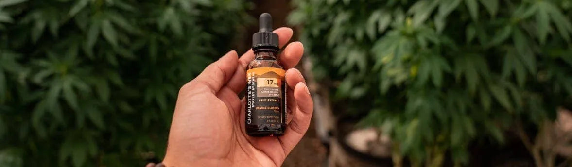 How to Use & Take CBD Oil: A Beginner’s Guide to Consuming CBD