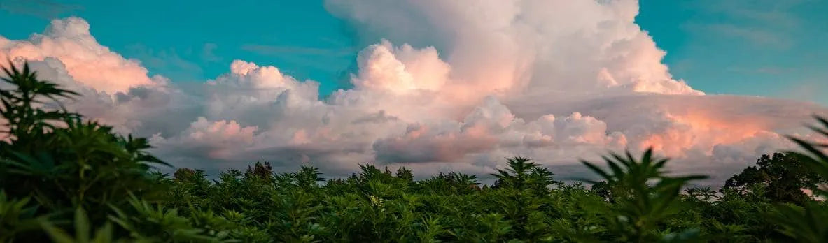 A field of mature hemp plants with a cloudy sky in the background.