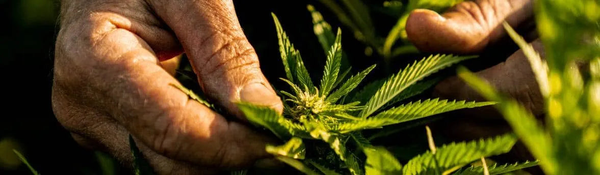 How to read a CBD Certificate of Analysis