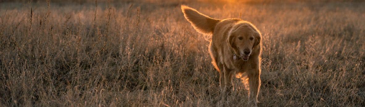 Dogs are family, treat them that way