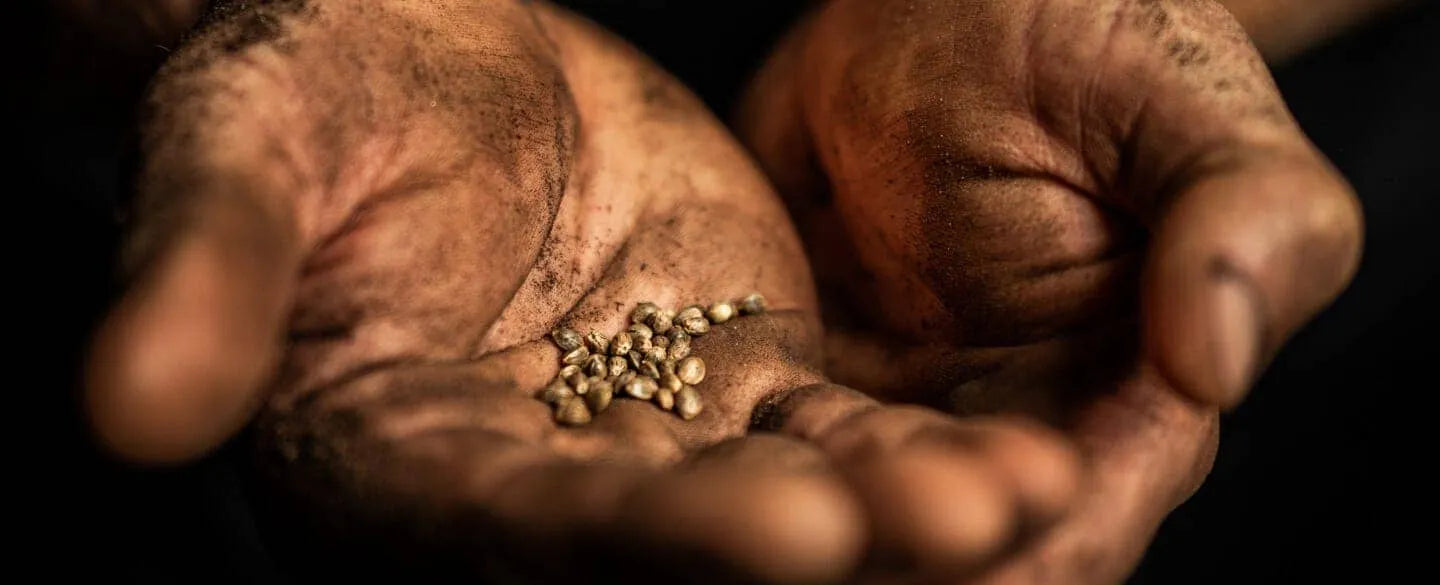 Where Does CBD Come From?