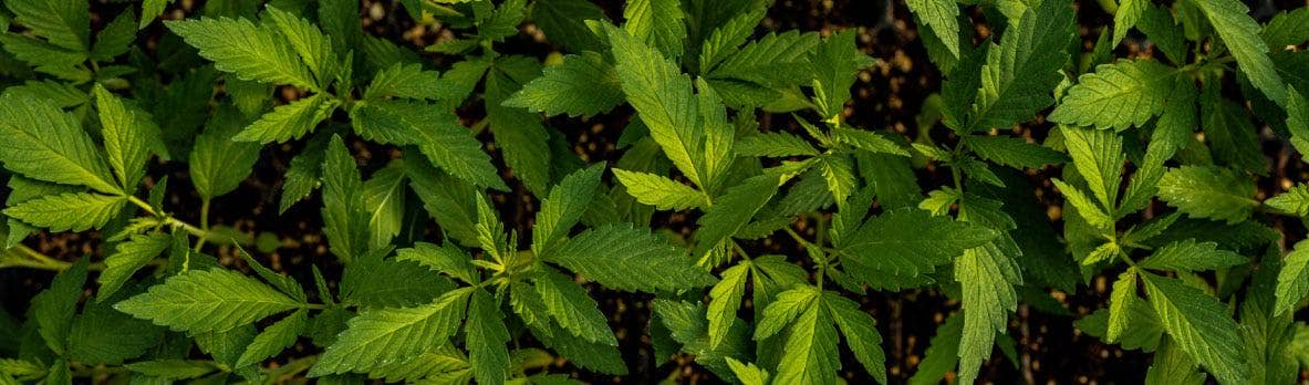 An overhead shoot of green leaves with soil peaking through the leaves.