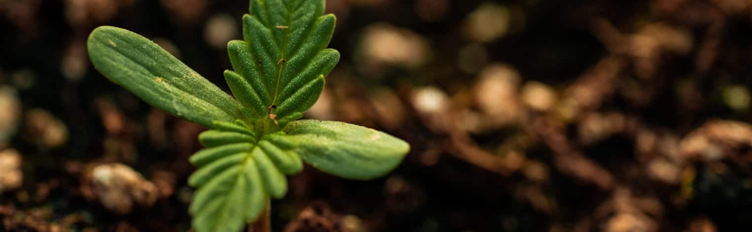 What is Broad Spectrum CBD?