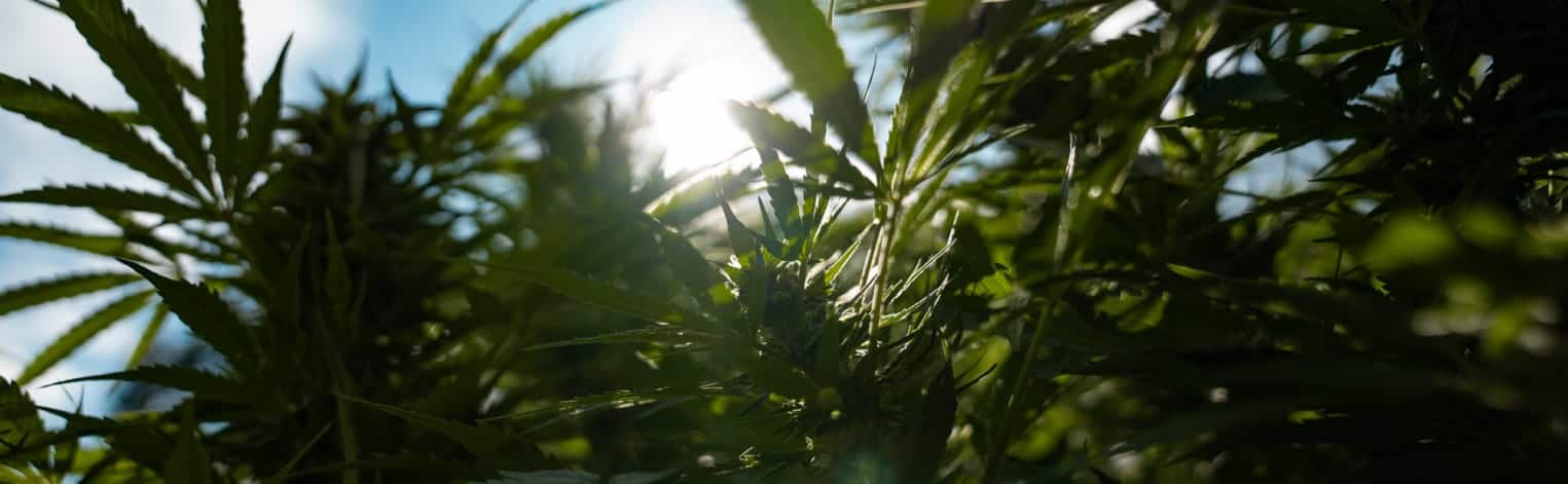 Does CBD for Brain Fog Work?
