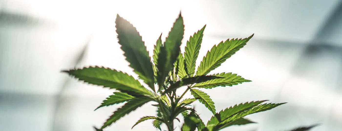 Celebrate National Hemp Day This February 4th
