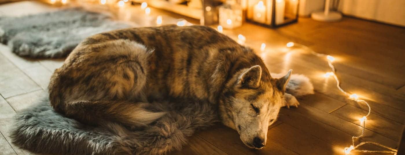 How to Calm a Dog at Night