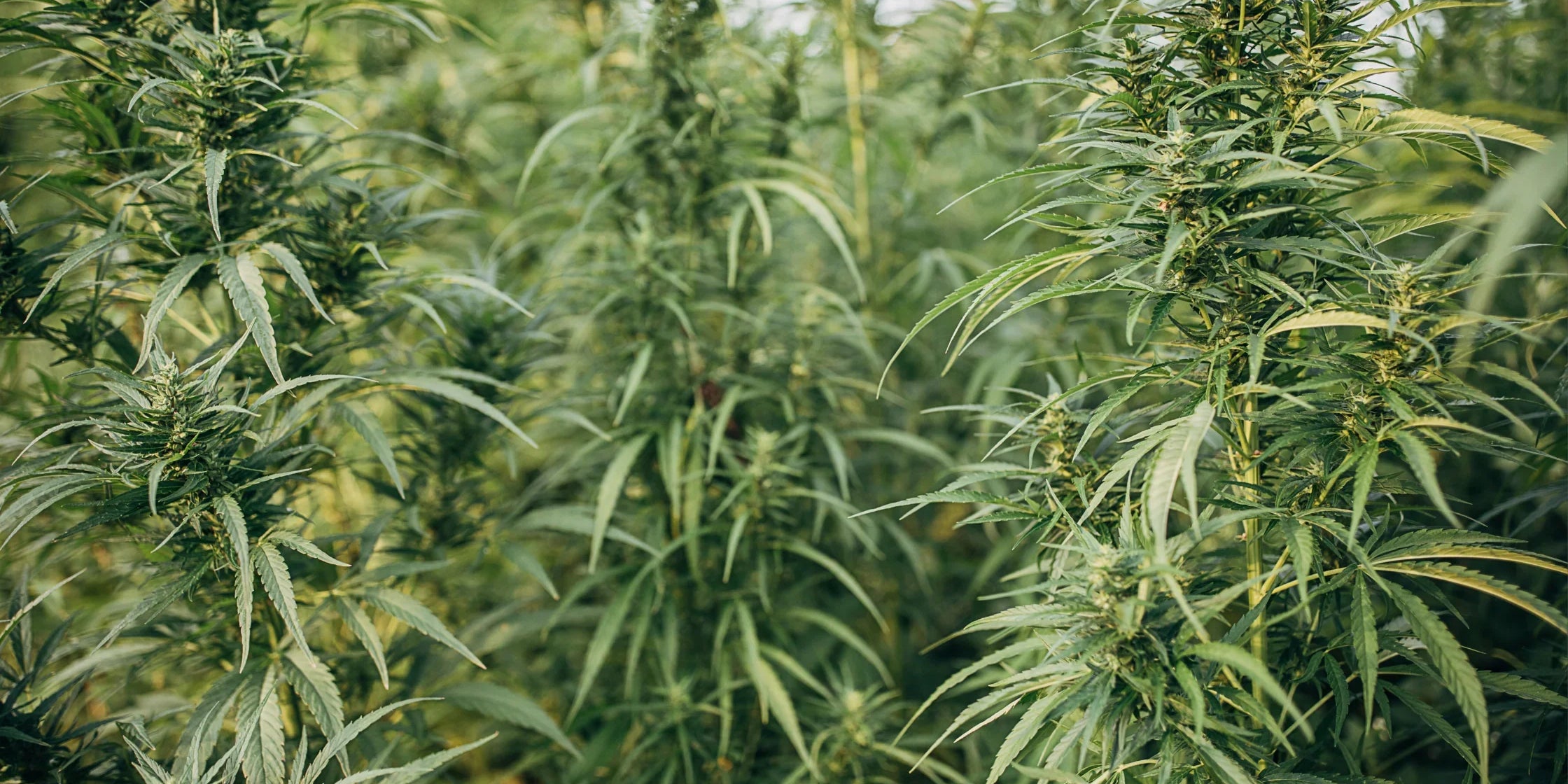 Common Hemp Myths: Busted