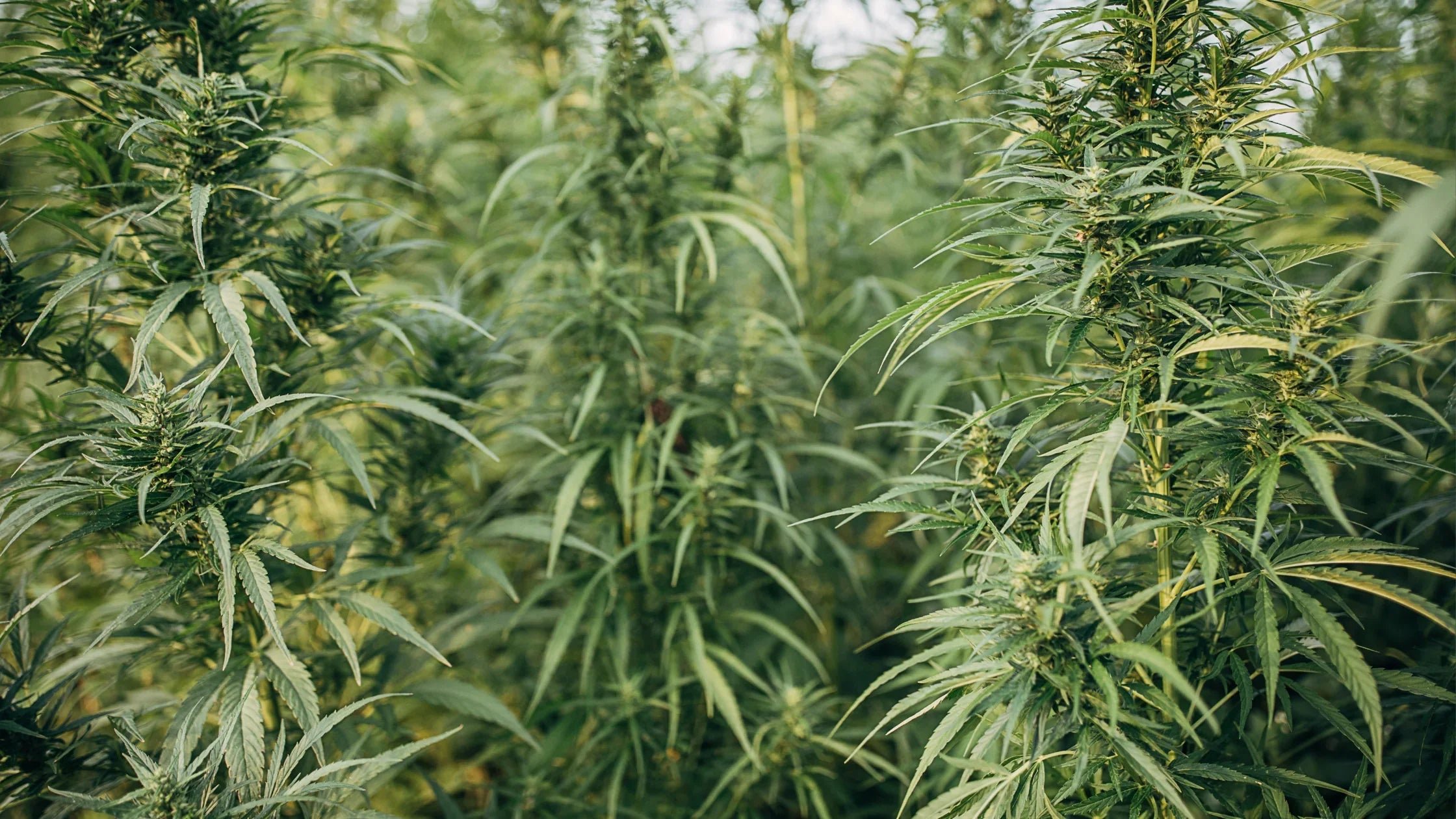 Common Hemp Myths: Busted