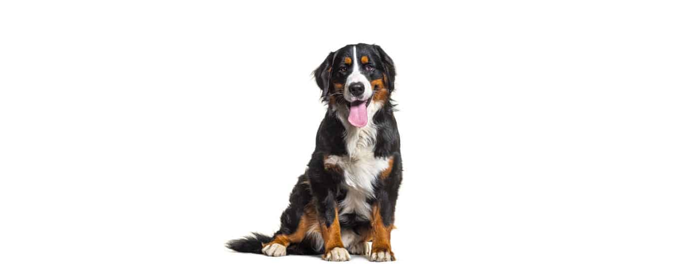 5 Big Health Benefits of Caring for a Pet
