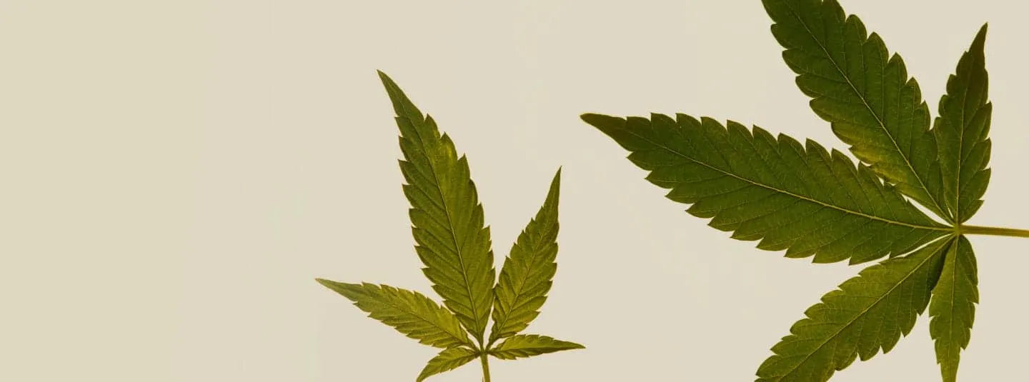 The Benefits of Terpenes