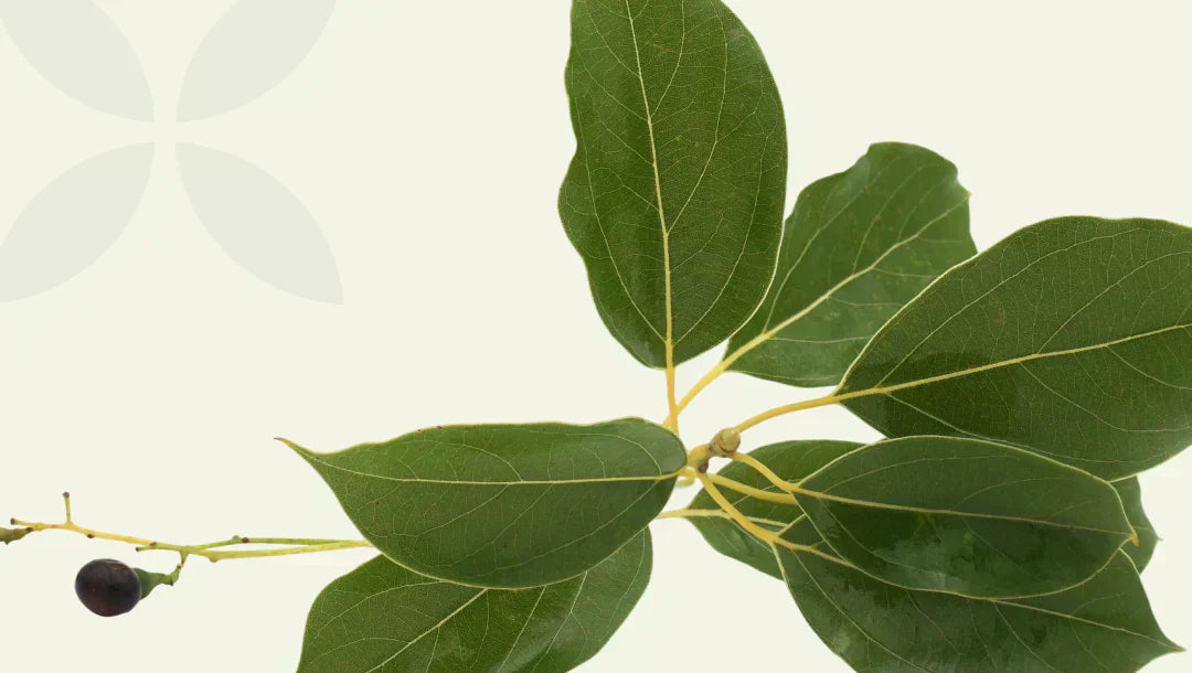 Close-up of glossy, dark green, oval leaves and one small dark berry on a branch of Camphor plant on light green background