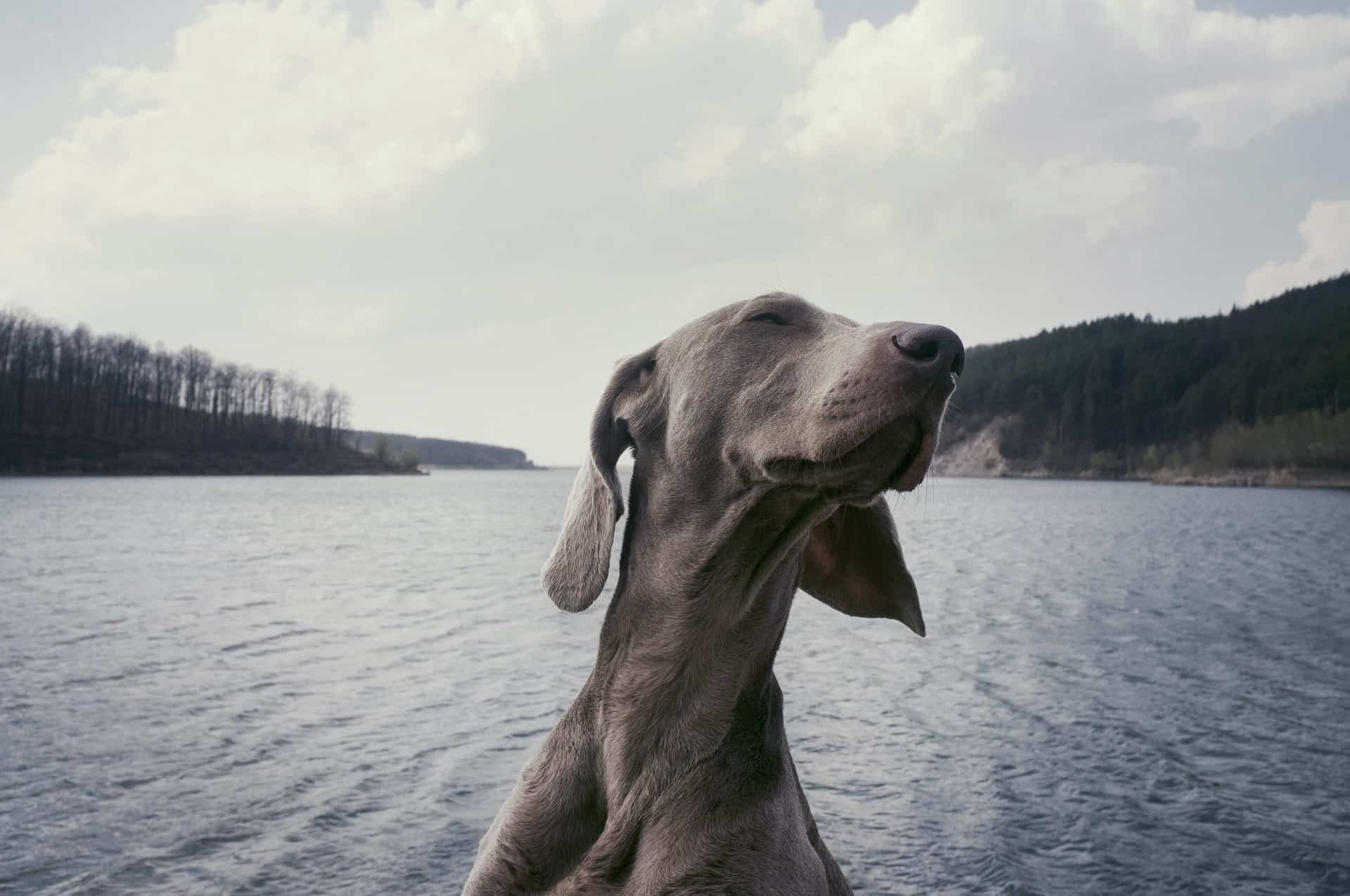 How to Help Dogs with Separation Issues
