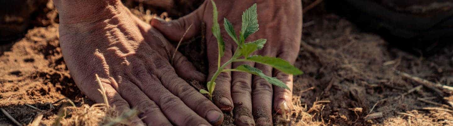 Two hands planting a sampling into the dirt.