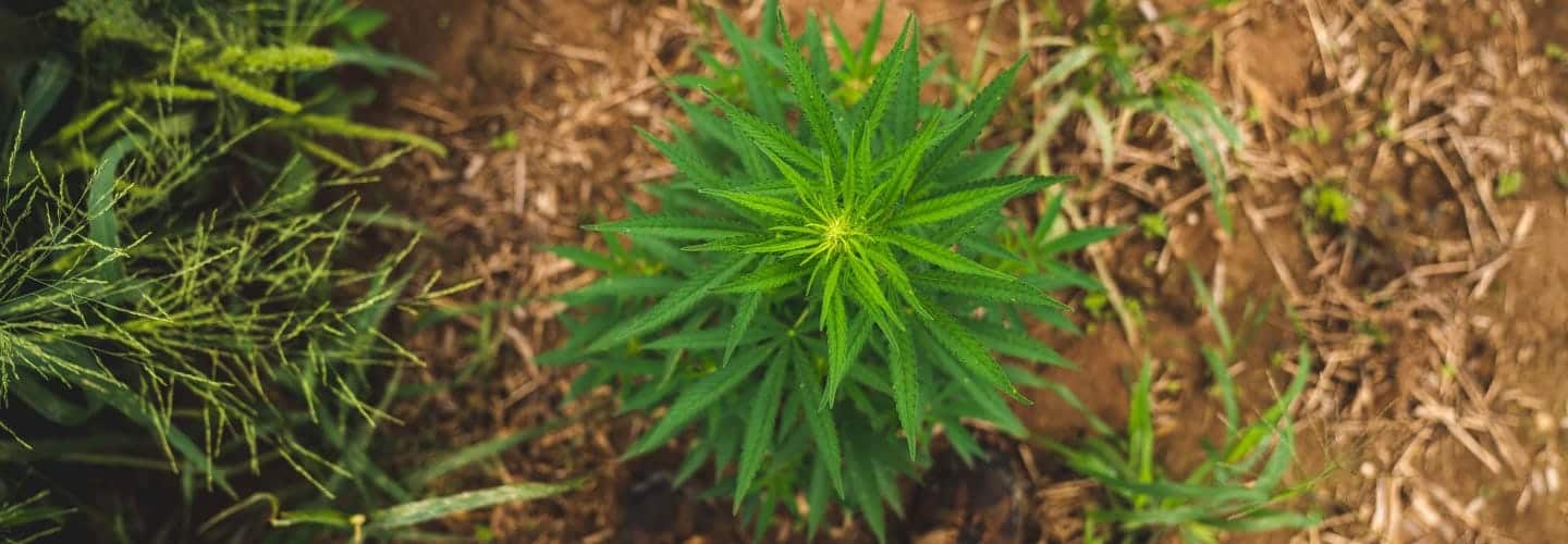 How Does CBD Oil Work?