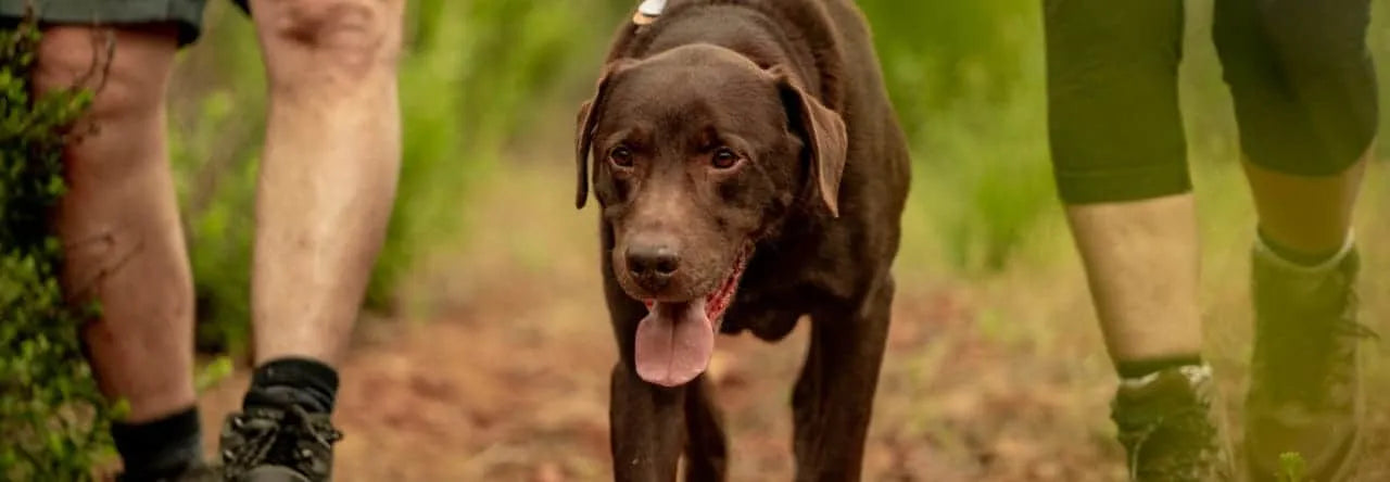 NEW Expanded Pet Line Offers Delicious Flavors And Easier Application Methods