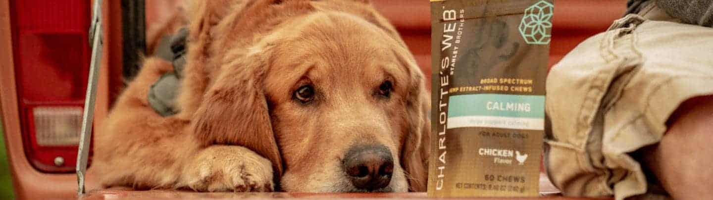 How to Calm Your Dog During a Thunderstorm
