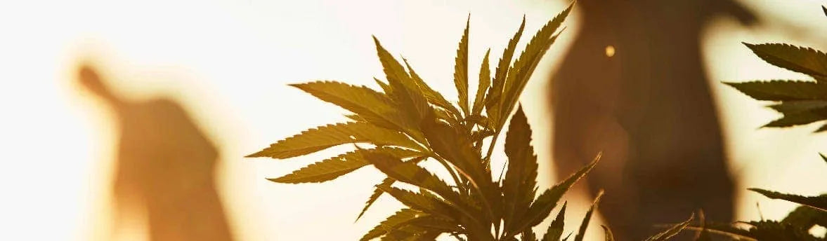 What Is CBD Oil?