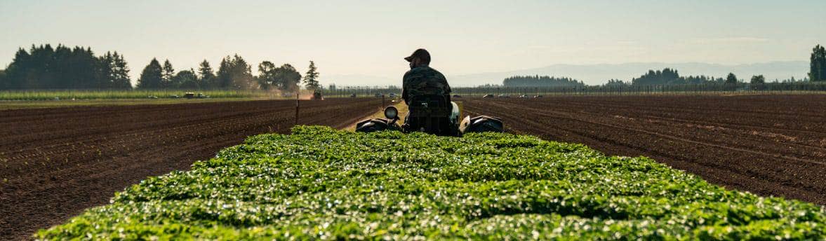 A person in a crop field driving a tractor full of crops.