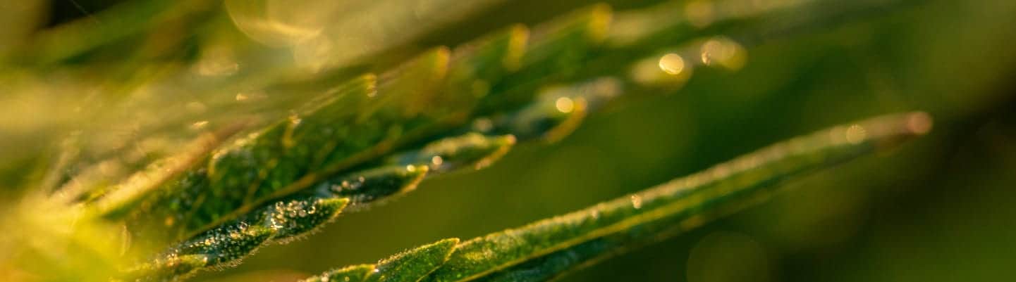 6 Reasons Why CBD May Not Be Working for You: Searching for Answers Series