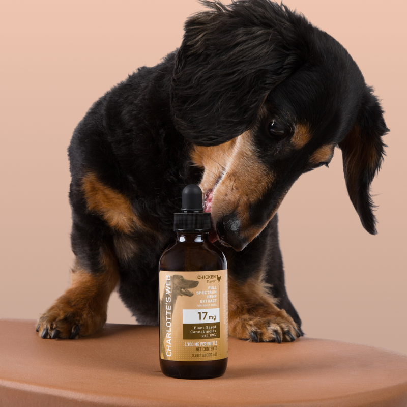 CBD for Dogs