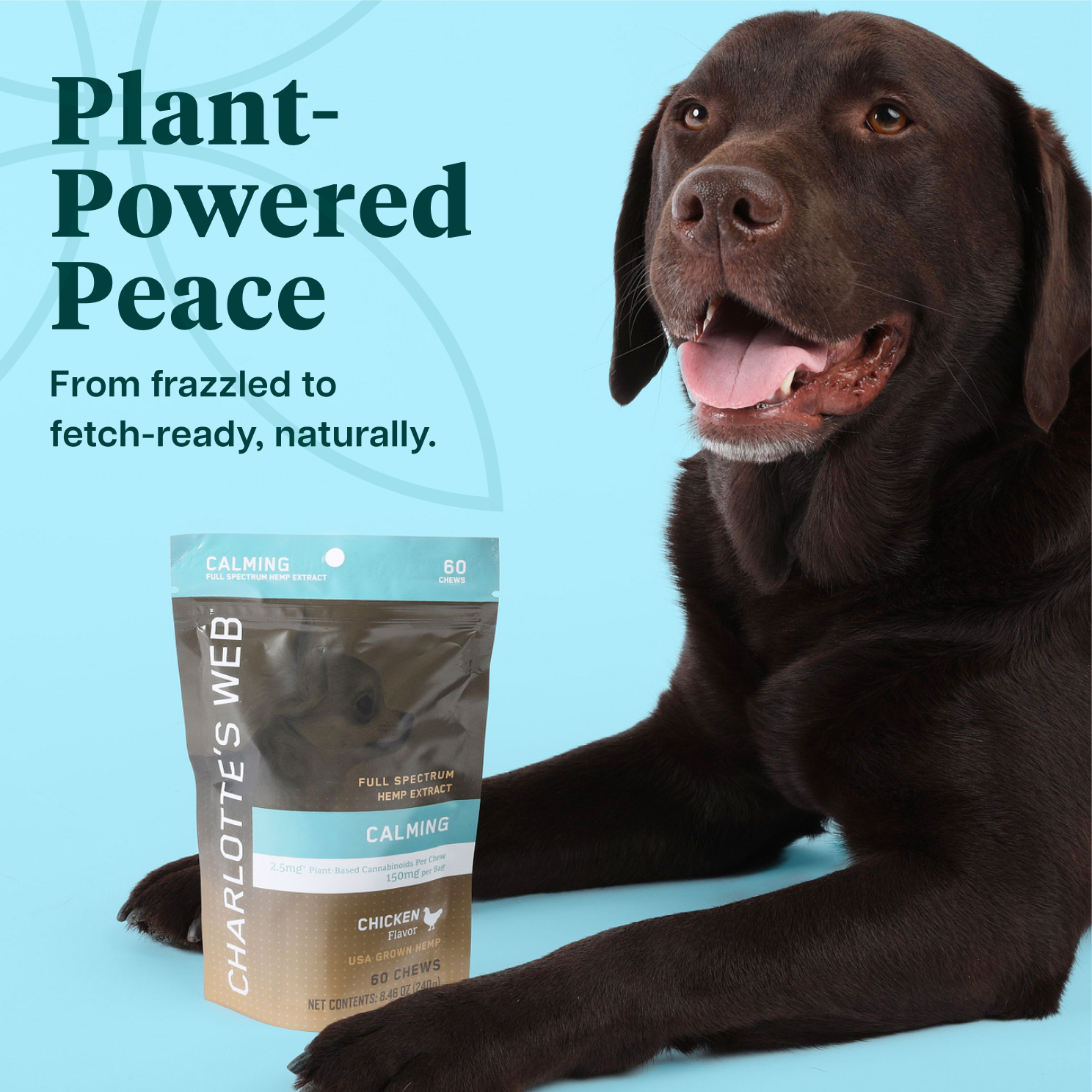 Dog with Charlotte's Web product packaging on a blue background