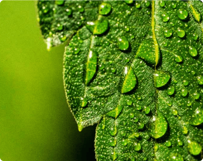 Close-up of green leaves with water droplets on a blurred green background