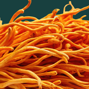 Product Image for Close up of cordyceps