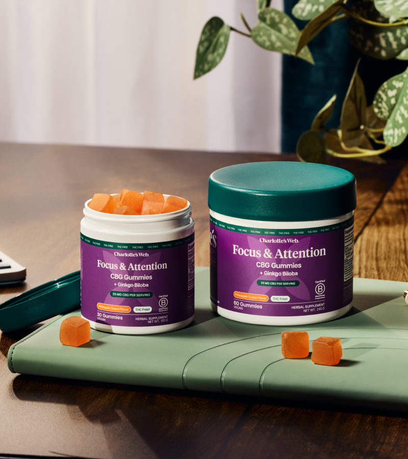 Two containers of Charlotte's Web Focus & Attention CBD Gummies on a table with a plant in the background.