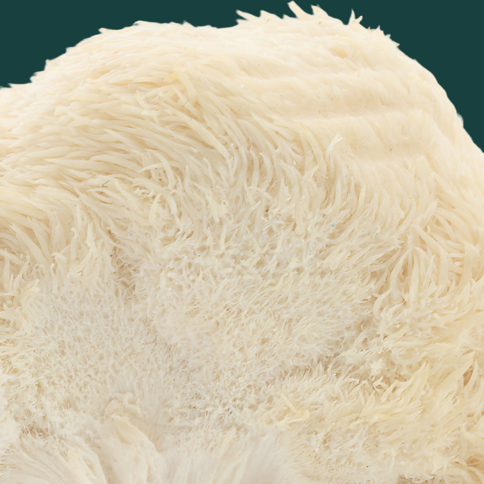Product Image for Close up of lion&#39;s mane mushroom