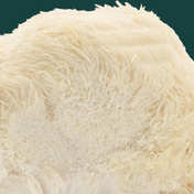 Product Image for Close up of lion&#39;s mane mushroom