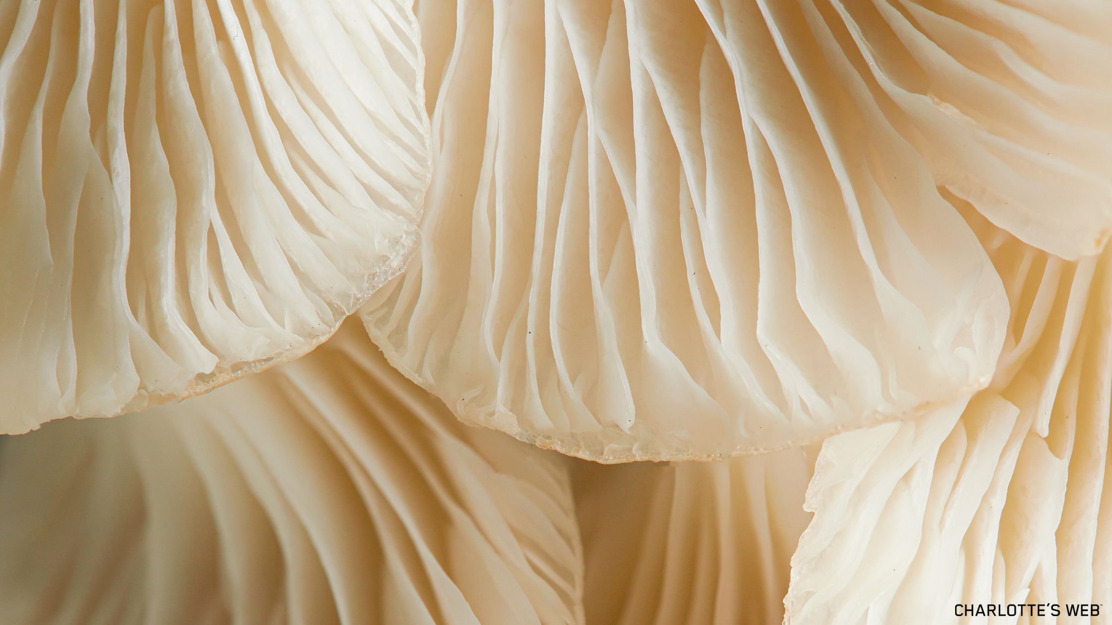 Functional_Mushrooms_101_Types_Benefits_Uses.png