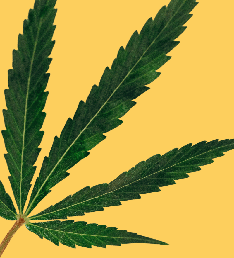 Hero-1-M-HempDay.png
