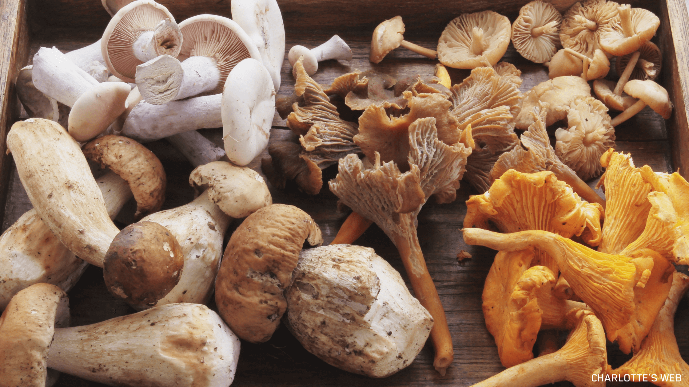Assortment of many types of mushrooms laying on a wood surface