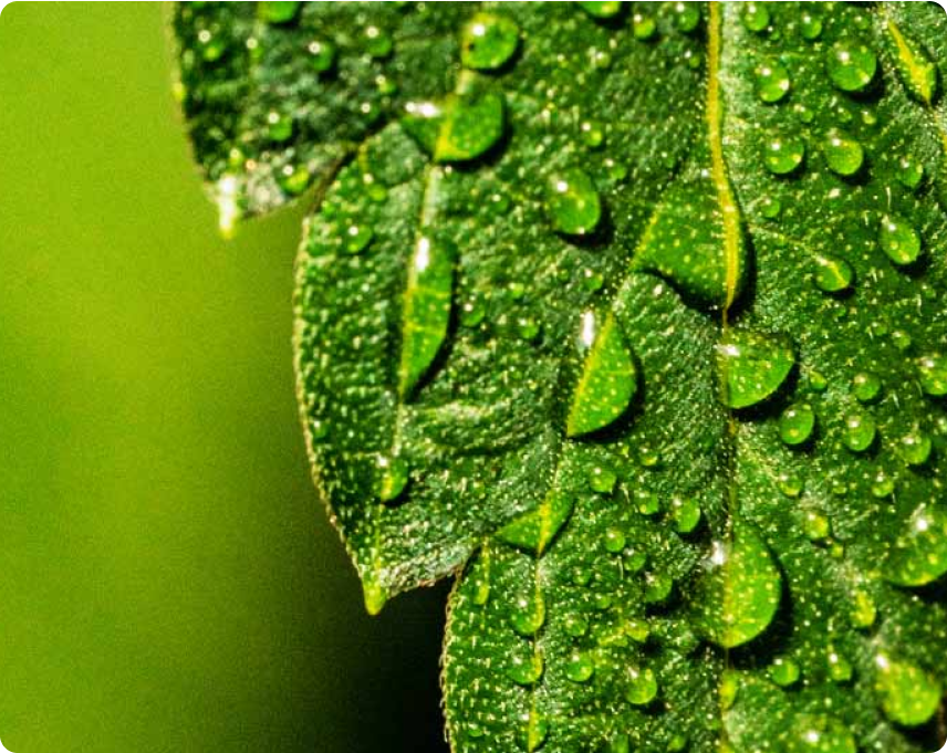 Get Started: All CBD Questions Answered