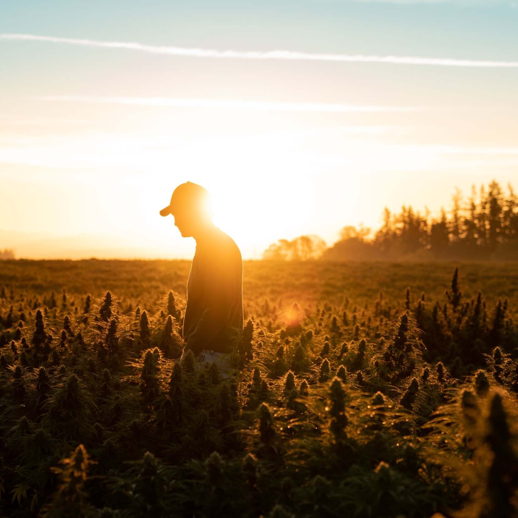 CBD Questions to Get Started