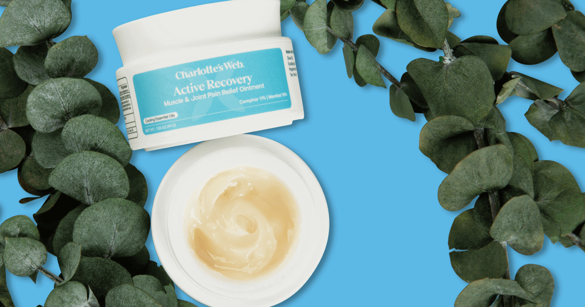 Charlotte's Web Active Recovery Muscle & Joint Pain Relief Ointment product with green leaves on a blue background