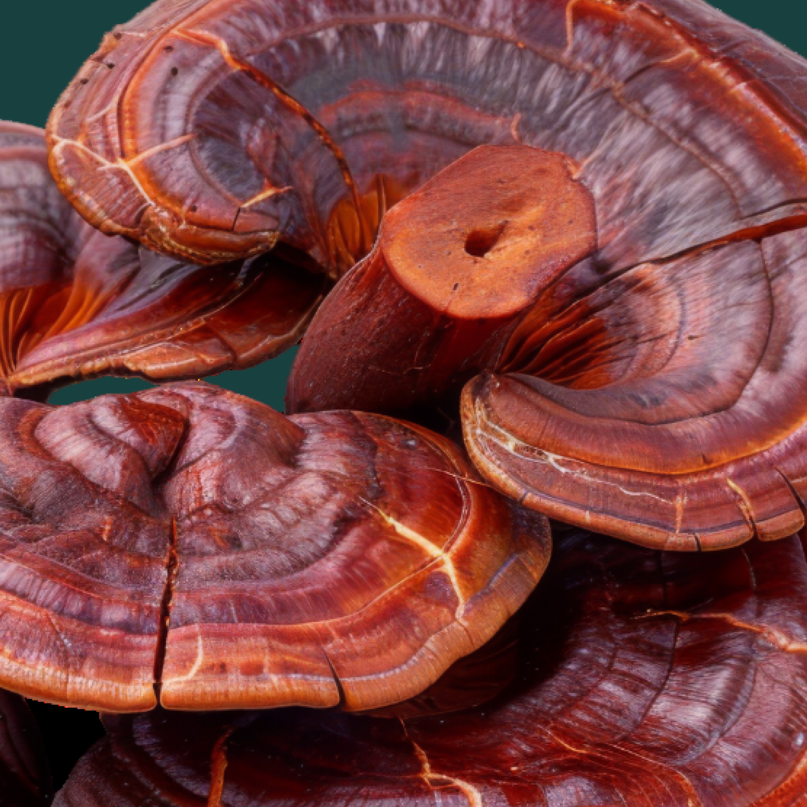 Product Image for Close up of reishi mushrooms