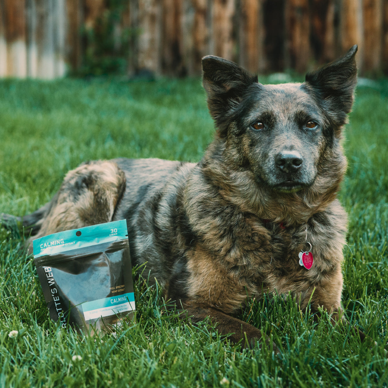 calming_for_dogs-_mobile.jpg